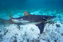 Newborn Lemon shark pup swims away from mother {Negaprion brevirostris} Bahamas, Caribbean  (Non-ex).