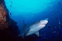 Tiger shark {Galeocerdo cuvieri} South Africa, Indian Ocean  (Non-ex).