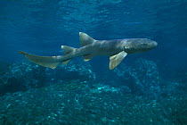 Nurse shark {Ginglymostoma cirratum} Bahamas, Caribbean Sea  (Non-ex).