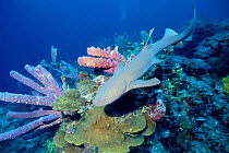 Nurse shark on coral reef {Ginglymostoma cirratum} Bahamas, Caribbean Sea  (Non-ex).