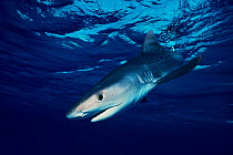 Juvenile Tiger shark {Galeocerdo cuvieri} Bahamas, Caribbean Sea  (Non-ex).