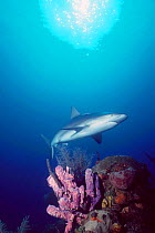 Caribbean reef shark {Carcharhinus perezi} Bahamas Caribbean  (Non-ex).
