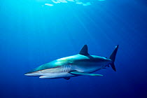 Silky shark {Carcharhinus falciformis} Bahamas, Caribbean  (Non-ex).
