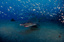 Sand tiger shark {Carcharias taurus} Papoose wreck, N Carolina, USA, Atlantic Ocean  (Non-ex).