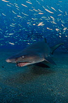 Sand tiger shark {Carcharias taurus} Papoose wreck, N Carolina, USA, Atlantic Ocean  (Non-ex).