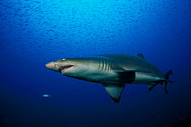 Sand tiger shark {Carcharias taurus}  N Carolina, USA Atlantic Ocean  (Non-ex).
