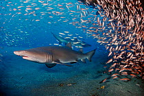 Sand tiger sharks {Carcharias taurus} and fish shoal, Papoose wreck, N Carolina, USA Atlantic Ocean  (Non-ex).