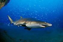Sand tiger shark portrait {Carcharias taurus} Papoose wreck, N Carolina, USA, Atlantic Ocean  (Non-ex).