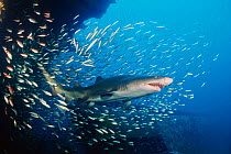 Sand tiger shark {Carcharias taurus} swimming through shoal of fish, Papoose wreck, N Carolina, USA, Atlantic Ocean  (Non-ex).