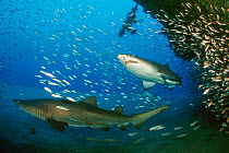 Sand tiger sharks {Carcharias taurus} Papoose wreck, N Carolina, USA, Atlantic Ocean  (Non-ex).