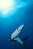 Great blue shark portrait {Prionace glauca} Channel Islands, California, USA ~(Non-ex).