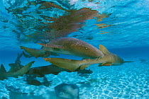 Nurse sharks {Ginglymostoma cirratum} Belize, Central America, Caribbean Sea  (Non-ex).