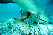 Lemon shark being born {Negaprion brevirostris} Bahamas, pup emerges tail first wrapped in chorionic membrane ~(Non-ex).