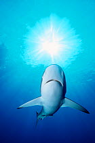 Silky shark {Carcharhinus falciformis} Bahamas, Caribbean Sea, Atlantic Ocean ~(Non-ex).