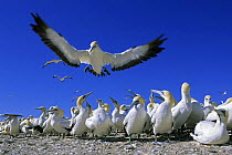 Cape gannet flying in to land at nesting colony {Morus capensis} Lamberts Bay, South Africa
