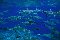 Grey reef shark group {Carcharhinus amblyrhynchos} Bikini Atoll,  Micronesia, Pacific Ocean  (Non-ex).