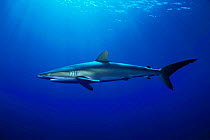 Silky shark {Carcharhinus falciformis} Bahamas, Caribbean Sea  (Non-ex).