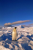 Solitary Emperor penguin {Aptenodytes forsteri} on snow. Flutter EP Rookery, Cape Darnley, Antarctica