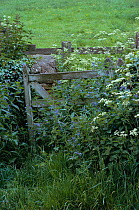 Green alkanet {Pentaglottis sempervirens} and Cow parsley flowering, Cotswolds, UK
