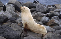 Antarctic fur seal {Arctocephalus gazella} Zavodovski Island, South Sandwich Island, Antarctica
