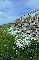 Field mouse ear in flower by stone wall {Cerastium arvense} UK