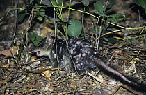 Northern quoll {Dasyurus hallucatus} male, Northern Territory, Australia