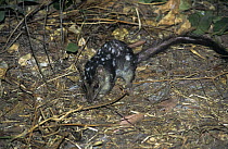 Northern quoll {Dasyurus hallucatus} male foraging, Northern Territory, Australia