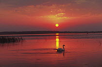 Mute swan (Cygnus olor) at sunset, Poleski NP, Poland