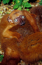 Sclater's black lemur young on mother's back {Eulemur macaco flavifrons} Madagascar, Critically Endangered