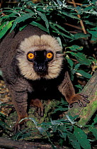 Sanford's brown lemur male {Eulemur fulvus sanfordi} Mount D-Ambre, Madagascar