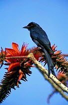 Ashy drongo {Dicrurus leucophaeus} Goa, India