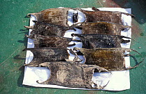 Egg cases / mermaids purse of deepsea ray {Bathyraja richardsoni} North Atlantic