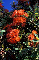 Red gum tree flowers {Corymbia ficifolia} Perth, Western Australia