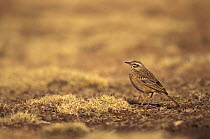 Plain backed pipit {Anthus leucophrys} Simien mts NP, Ethiopia
