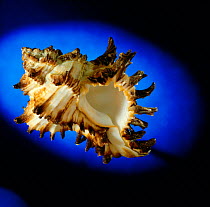 Sea snail {Hexaplex cichoreum} shell specimen, Philippines
