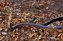 Black lipped cobra defense posture {Naja melanoleuca} Kwazulu-natal, South Africa