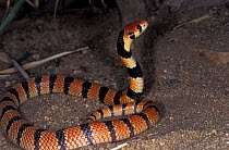 Coral snake threat display {Aspidelaps lubricus} Namibia, captive