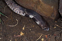 Shield-nosed snake {Aspidelaps scutulatus intermedius} Limpopo, South Africa