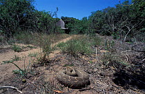 Puff adder sunning on path {Bitis arietans} Kwazulunatal, South Africa