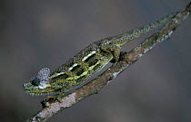 Von Hohnel's chameleon {Chameleo hohnelii} Mt Kenya NP, Kenya