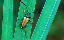 Long horned beetle {Stictoleptura rubra} male, Belgium
