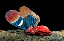 Lanternfly with wings open in defense display {Scamandra thetis} Sulawesi, Indonesia
