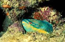 Princess parrotfish sleeping in mucous bubble {Scarus taeniopterus} Virgin Is,