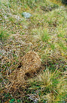 Norway lemming nest exposed after snow melt {Lemmus lemmus} Norway