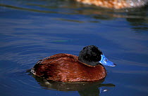 Argentine Ruddy (or Blue-billed) duck {Oxyura vittata} male, South America. Captive