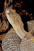 Aruba rattlesnake {Crotalus unicolor} Aruba Is, Caribbean Critically endangered. Captive