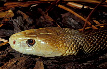 Taipan snake {Oxyuranus scutellatus} occurs Australia captive