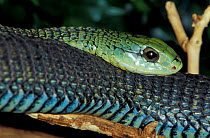 Boomslang snake portrait {Dispholidus typus} captive, South Africa