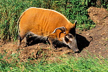 Wild bushpig / Red river hog, female {Potamochoerus porcus} captive, occurs West Africa