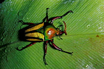Striped love beetle / Flamboyant flower beetle {Eudicella gralli} Africa